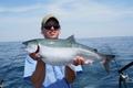 Coho Salmon