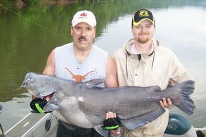 84 Lb Blue