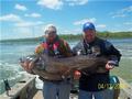 87 Lb Blue