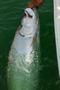 Tarpon