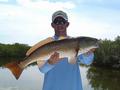 Redfish