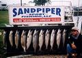 fishi
