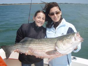 Big Striped Bass